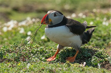 simsearch:841-09059968,k - Puffin collecting nest material after heavy rain on Skomer Island, Wales, United Kingdom, Europe Photographie de stock - Rights-Managed, Code: 841-09147376