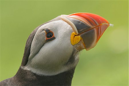 endangered species in united kingdom - Puffin, Skomer Island, Pembrokeshire, Wales, United Kingdom, Europe Stock Photo - Rights-Managed, Code: 841-09147377