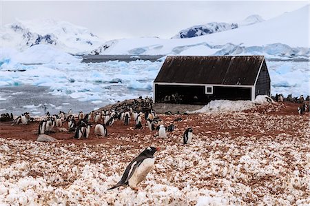 simsearch:841-08887205,k - Gentoo penguin (Pygoscelis papua) colony and guano covered snow, Chilean Gonzalez Videla Station, Waterboat Point, Antarctica, Polar Regions Foto de stock - Con derechos protegidos, Código: 841-09147383