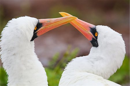 simsearch:841-03675308,k - Portrait of Nazca Boobies (Sula granti), Genovesa Island, Galapagos National Park, Ecuador, South America Stock Photo - Rights-Managed, Code: 841-09147468