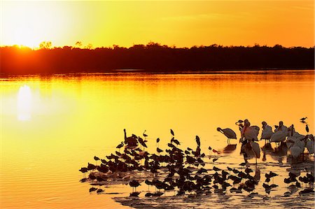 simsearch:841-07205477,k - Sunset at Ding Darling Wildlife Refuge on Sanibel island, Florida, United States of America, North America Foto de stock - Con derechos protegidos, Código: 841-09147461