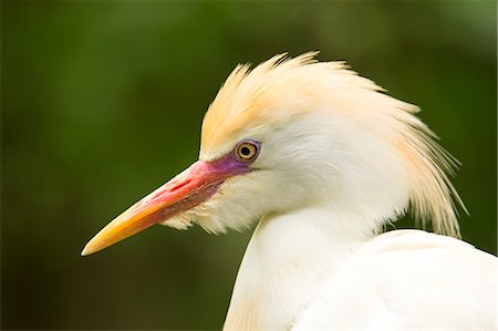 Portrait of Cattle Egret (Bubulcus ibis), United States of America, North America Stockbilder - Lizenzpflichtiges, Bildnummer: 841-09147462