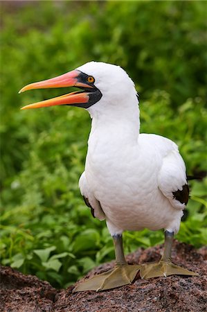 Nazca Booby (Sula granti) on Genovesa Island, Galapagos National Park, Ecuador, South America Photographie de stock - Rights-Managed, Code: 841-09147476