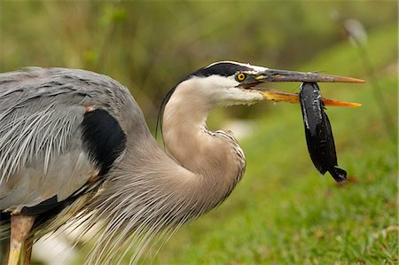 simsearch:6119-08268718,k - Portrait of Great Blue Heron (Ardea herodias) eating fish, United States of America, North America Foto de stock - Con derechos protegidos, Código: 841-09147478