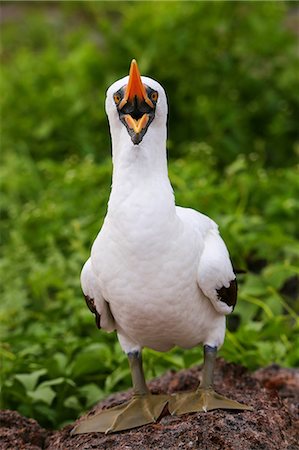 simsearch:841-08438527,k - Nazca Booby (Sula granti) with open mouth, Genovesa Island, Galapagos National Park, Ecuador, South America Foto de stock - Con derechos protegidos, Código: 841-09147485