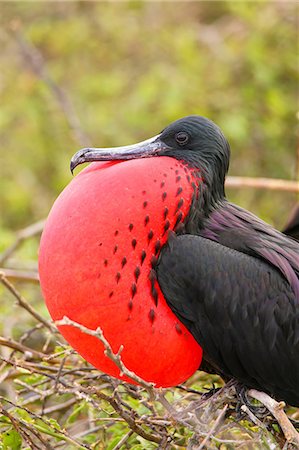 Male Magnificent Frigatebird (Fregata magnificens) with inflated gular sac, North Seymour Island, Galapagos National Park, Ecuador, South America Stock Photo - Rights-Managed, Code: 841-09147488