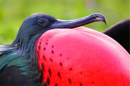 simsearch:841-09135071,k - Portrait of male Great Frigatebird (Fregata minor) on Genovesa Island, Galapagos National Park, Ecuador, South America Stock Photo - Rights-Managed, Code: 841-09147480