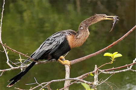 simsearch:6119-08126530,k - Anhinga (Anhinga anhinga) eating fish, United States of America, North America Foto de stock - Con derechos protegidos, Código: 841-09147482