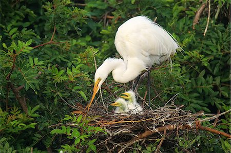 simsearch:841-03868772,k - Great Egret (Ardea alba) in a nest with chicks, United States of America, North America Foto de stock - Con derechos protegidos, Código: 841-09147483