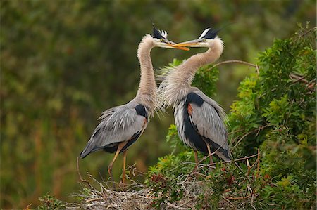 Great Blue Herons (Ardea herodias), the largest North American heron, standing in the nest, United States of America, North America Foto de stock - Con derechos protegidos, Código: 841-09147492