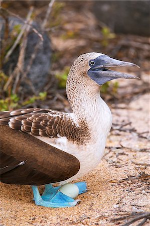 fou à pieds bleus - Blue-footed Booby with an egg (Sula nebouxii) on North Seymour Island, Galapagos National Park, Ecuador, South America Photographie de stock - Rights-Managed, Code: 841-09147493