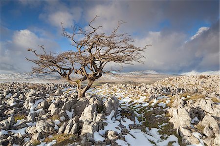 View to Whernside Hill from Limestone pavement at Ravens Scar above Southerscales Nature Reserve, Yorkshire Dales, North Yorkshire, Yorkshire, England, United Kingdom, Europe Stock Photo - Rights-Managed, Code: 841-09147529