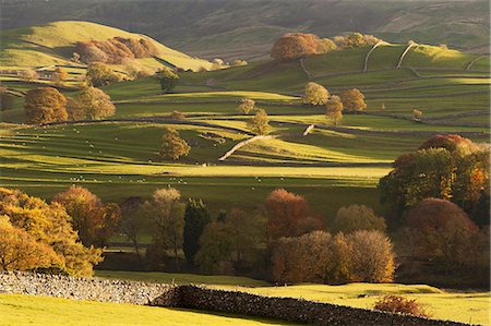 Sunlit fields, hillside and autumn colour close to Grassington, Wharfedale, Yorkshire Dales National Park, North Yorkshire, Yorkshire, England, United Kingdom, Europe Stock Photo - Rights-Managed, Code: 841-09147532