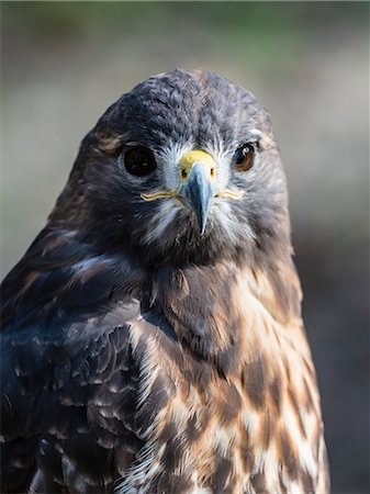 Adult red-tailed hawk (Buteo jamaicensis), near the Homosassa River, Florida, United States of America, North America Photographie de stock - Rights-Managed, Code: 841-09154997
