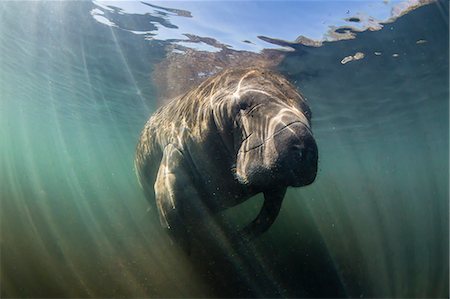 simsearch:841-09147472,k - West Indian manatee (Trichechus manatus) underwater in Homosassa Springs, Florida, United States of America, North America Photographie de stock - Rights-Managed, Code: 841-09155000