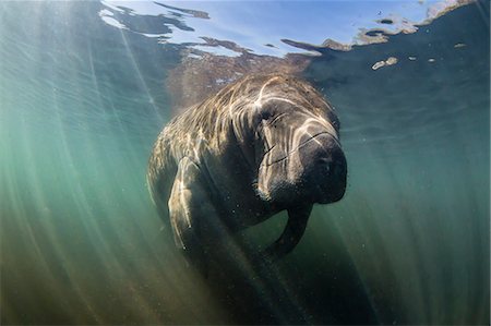 simsearch:841-07080879,k - West Indian manatee (Trichechus manatus) underwater in Homosassa Springs, Florida, United States of America, North America Foto de stock - Con derechos protegidos, Código: 841-09155000