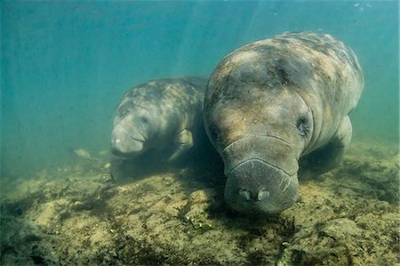 simsearch:841-09241939,k - West Indian manatees (Trichechus manatus) underwater in Homosassa Springs, Florida, United States of America, North America Fotografie stock - Rights-Managed, Codice: 841-09155001