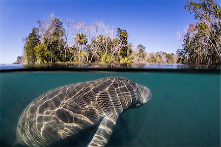 simsearch:841-07080891,k - West Indian manatee (Trichechus manatus), half above and half below, Homosassa Springs, Florida, United States of America, North America Fotografie stock - Rights-Managed, Codice: 841-09155002