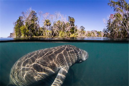 simsearch:841-09155240,k - West Indian manatee (Trichechus manatus), half above and half below, Homosassa Springs, Florida, United States of America, North America Foto de stock - Con derechos protegidos, Código: 841-09155002