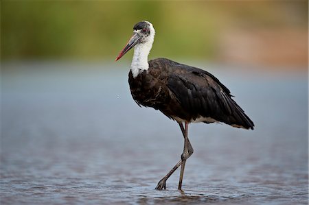 simsearch:841-09155174,k - Woolly-necked Stork (Ciconia episcopus), Kruger National Park, South Africa, Africa Stock Photo - Rights-Managed, Code: 841-09155144