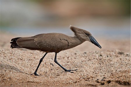 Hamerkop (Scopus umbretta), Kruger National Park, South Africa, Africa Stock Photo - Rights-Managed, Code: 841-09155146