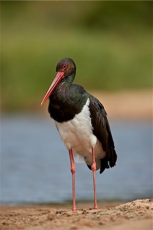 simsearch:841-09155218,k - Black Stork (Ciconia nigra), Kruger National Park, South Africa, Africa Foto de stock - Con derechos protegidos, Código: 841-09155147