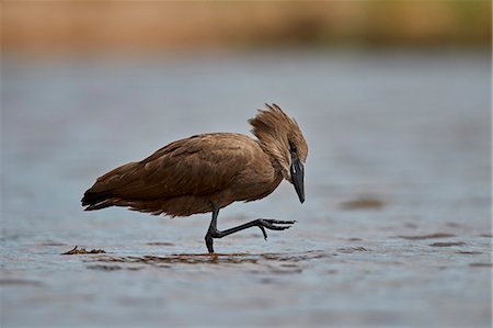 simsearch:841-09060018,k - Hamerkop (Scopus umbretta), Kruger National Park, South Africa, Africa Foto de stock - Con derechos protegidos, Código: 841-09155149