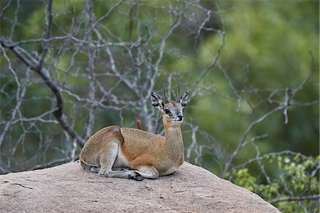 simsearch:841-09155187,k - Klipspringer (Oreotragus oreotragus), male, Kruger National Park, South Africa, Africa Photographie de stock - Rights-Managed, Code: 841-09155143