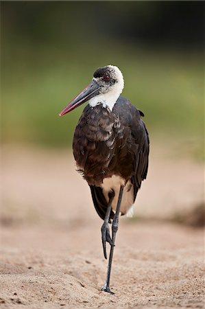 simsearch:841-09135344,k - Woolly-necked Stork (Ciconia episcopus), Kruger National Park, South Africa, Africa Photographie de stock - Rights-Managed, Code: 841-09155150