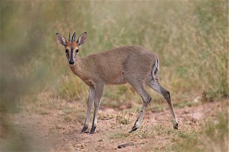 simsearch:841-09060018,k - Common Duiker, Kruger National Park, South Africa, Africa Foto de stock - Con derechos protegidos, Código: 841-09155151