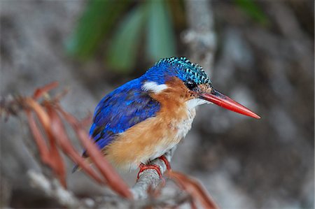 simsearch:841-09135344,k - Malachite Kingfisher (Alcedo cristata), Kruger National Park, South Africa, Africa Photographie de stock - Rights-Managed, Code: 841-09155152