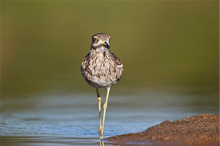 simsearch:841-09155218,k - Water Thickknee (Water Dikkop) (Burhinus vermiculatus), Kruger National Park, South Africa, Africa Stock Photo - Rights-Managed, Code: 841-09155164