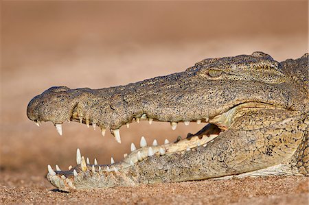 Nile Crocodile (Crocodylus niloticus), Kruger National Park, South Africa, Africa Foto de stock - Con derechos protegidos, Código: 841-09155165