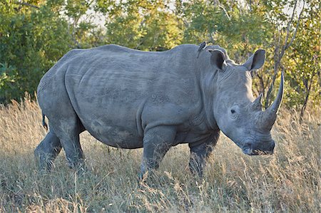 simsearch:841-09155215,k - White Rhinoceros (Ceratotherium simum), Kruger National Park, South Africa, Africa Stock Photo - Rights-Managed, Code: 841-09155161