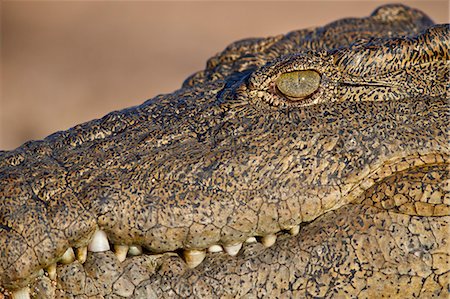 Nile Crocodile (Crocodylus niloticus), Kruger National Park, South Africa, Africa Photographie de stock - Rights-Managed, Code: 841-09155162