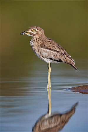 simsearch:841-09155155,k - Water Thickknee (Water Dikkop) (Burhinus vermiculatus), Kruger National Park, South Africa, Africa Photographie de stock - Rights-Managed, Code: 841-09155163