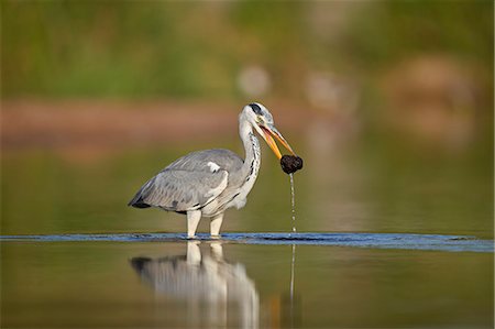 simsearch:841-09077140,k - Gray Heron (Grey Heron) (Ardea cinerea) with potential food, Kruger National Park, South Africa, Africa Photographie de stock - Rights-Managed, Code: 841-09155174