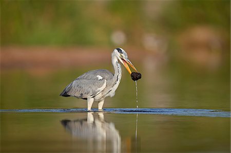 simsearch:841-08821730,k - Gray Heron (Grey Heron) (Ardea cinerea) with potential food, Kruger National Park, South Africa, Africa Photographie de stock - Rights-Managed, Code: 841-09155174