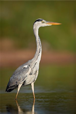 simsearch:841-08821730,k - Gray Heron (Grey Heron) (Ardea cinerea), Kruger National Park, South Africa, Africa Photographie de stock - Rights-Managed, Code: 841-09155175