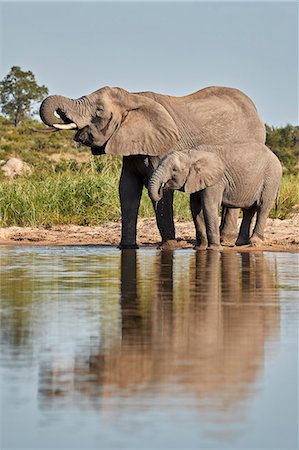 simsearch:841-09256889,k - Two African Elephant (Loxodonta africana) drinking, Kruger National Park, South Africa, Africa Photographie de stock - Rights-Managed, Code: 841-09155177