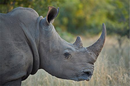 parc national kruger - White Rhinoceros (Ceratotherium simum), Kruger National Park, South Africa, Africa Photographie de stock - Rights-Managed, Code: 841-09155170