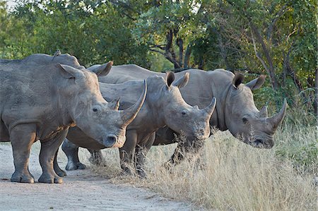 simsearch:841-09155187,k - Three White Rhinoceros (Ceratotherium simum), Kruger National Park, South Africa, Africa Photographie de stock - Rights-Managed, Code: 841-09155171