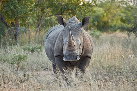 simsearch:841-07523887,k - White Rhinoceros (Ceratotherium simum), Kruger National Park, South Africa, Africa Foto de stock - Con derechos protegidos, Código: 841-09155172