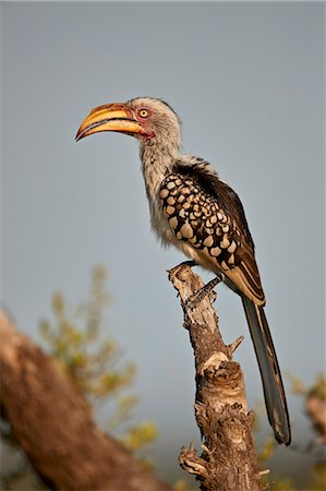 simsearch:841-09155187,k - Southern Yellow-billed Hornbill (Tockus leucomelas), Kruger National Park, South Africa, Africa Photographie de stock - Rights-Managed, Code: 841-09155173