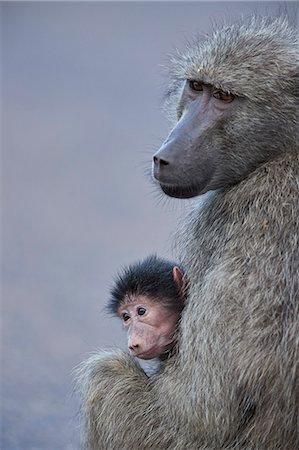 simsearch:841-05961130,k - Chacma Baboon (Papio ursinus) mother and infant, Kruger National Park, South Africa, Africa Stock Photo - Rights-Managed, Code: 841-09155185