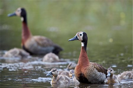 simsearch:841-09135075,k - White-faced Whistling Duck (Dendrocygna viduata) adults and ducklings, Kruger National Park, South Africa, Africa Photographie de stock - Rights-Managed, Code: 841-09155187