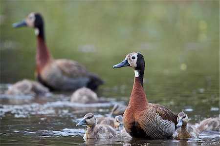 simsearch:841-09155187,k - White-faced Whistling Duck (Dendrocygna viduata) adults and ducklings, Kruger National Park, South Africa, Africa Photographie de stock - Rights-Managed, Code: 841-09155187