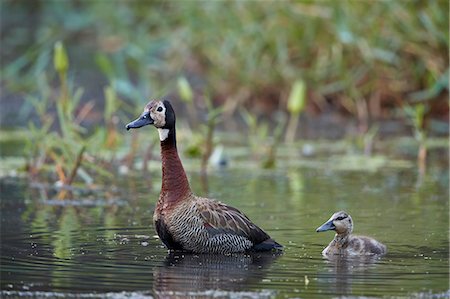 simsearch:841-03674350,k - White-faced Whistling Duck (Dendrocygna viduata) adult and duckling, Kruger National Park, South Africa, Africa Photographie de stock - Rights-Managed, Code: 841-09155188