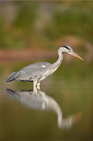 simsearch:841-08220884,k - Gray Heron (Grey Heron) (Ardea cinerea), Kruger National Park, South Africa, Africa Photographie de stock - Rights-Managed, Code: 841-09155181