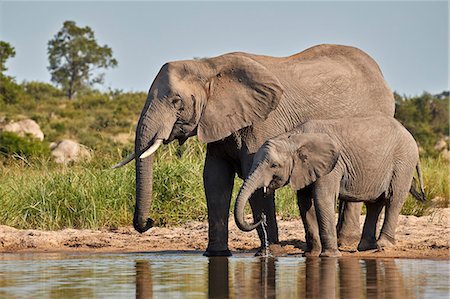 parc national kruger - Two African Elephant (Loxodonta africana) drinking, Kruger National Park, South Africa, Africa Photographie de stock - Rights-Managed, Code: 841-09155183